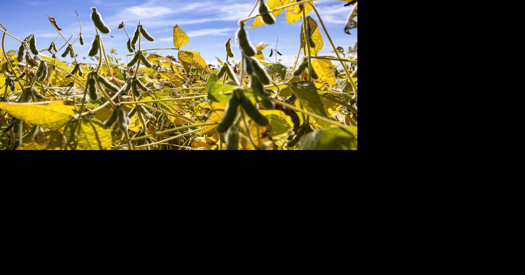 Policy moves to boost domestic soybean oil demand | National ...
