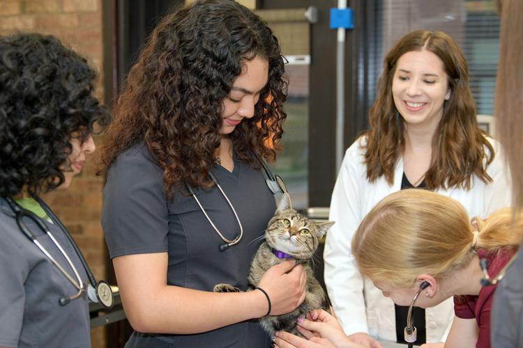 Student finds ideal animal health career path General