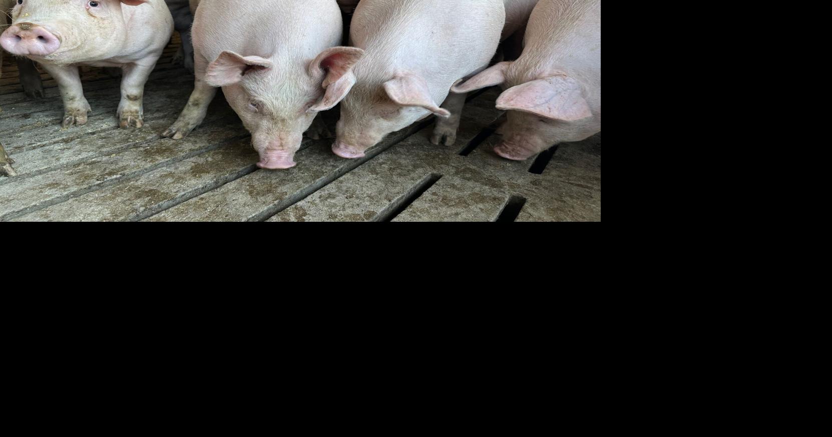 U.S. hog inventory up 1% on the year | Livestock | farmweeknow.com