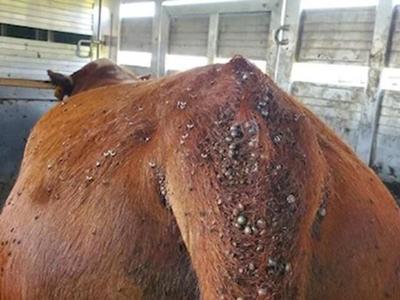 Asian longhorned tick spreads disease to cattle across the country