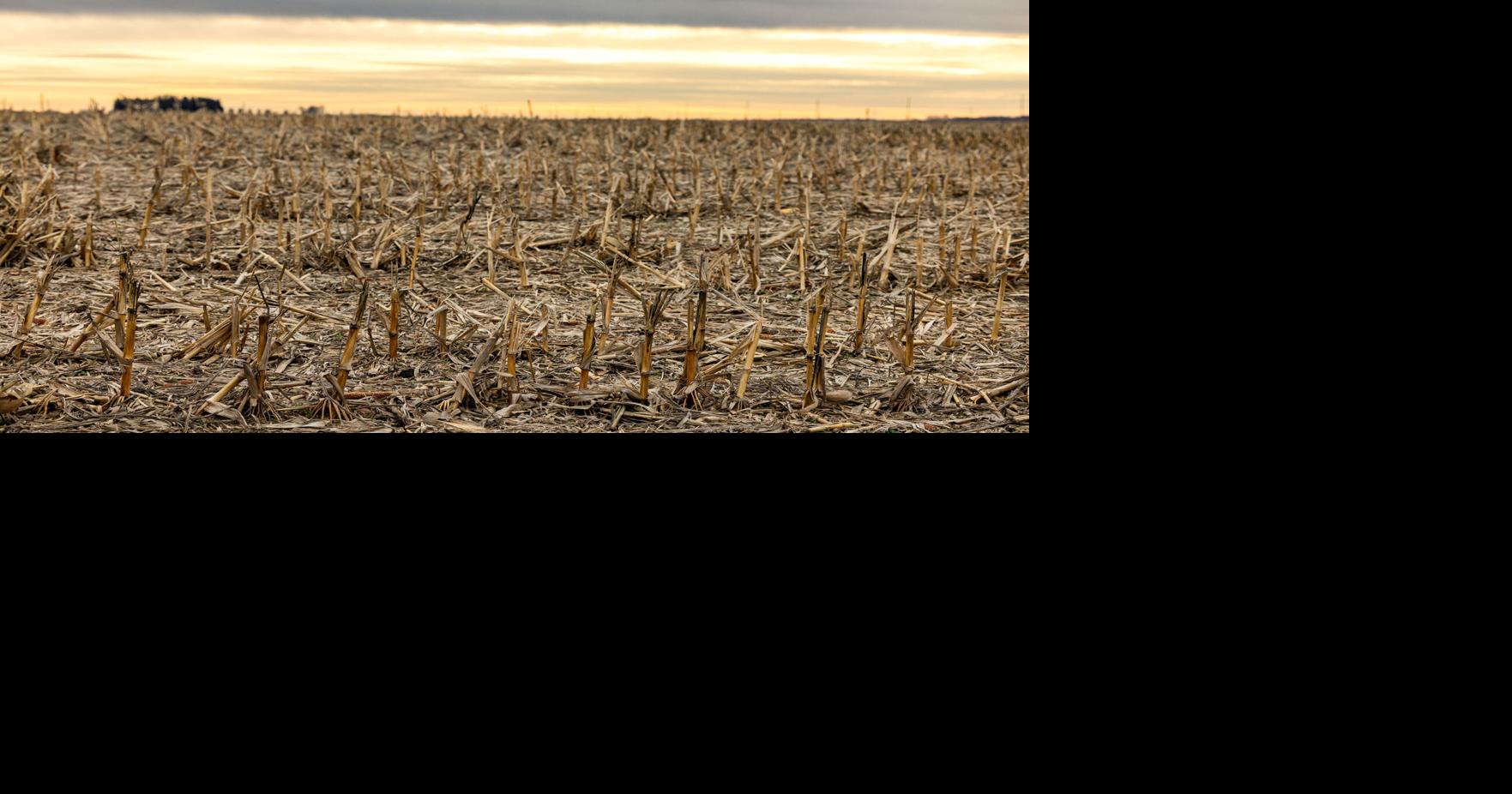USDA official: ARC, PLC payments will be significantly higher and on ...