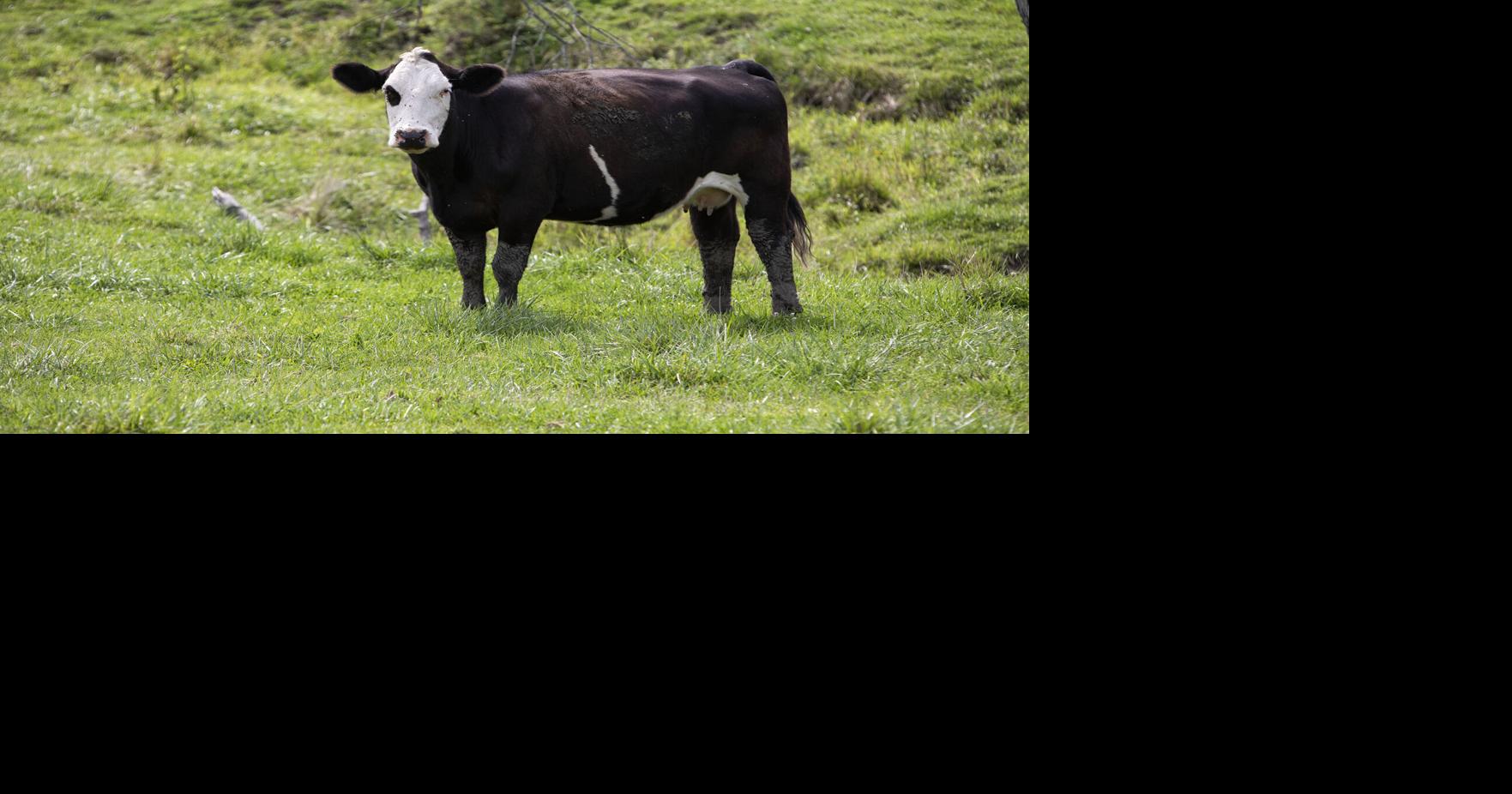 State unveils 5 million grants for livestock farmers, small meat