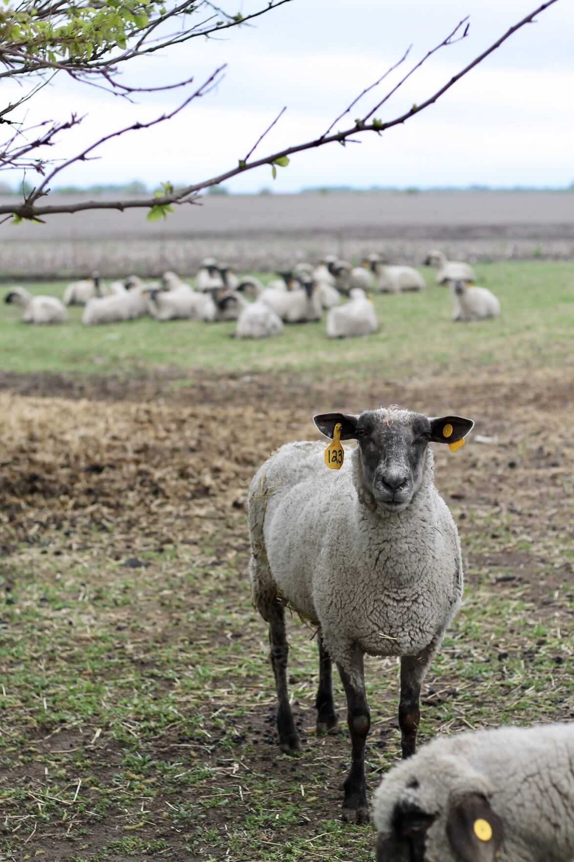 Menard County farm finds high demand for local lamb