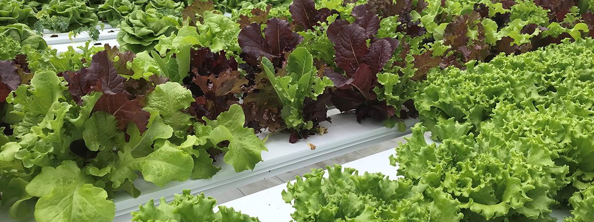 Specialty Growers Keep Pivoting Through Pandemic Market Changes