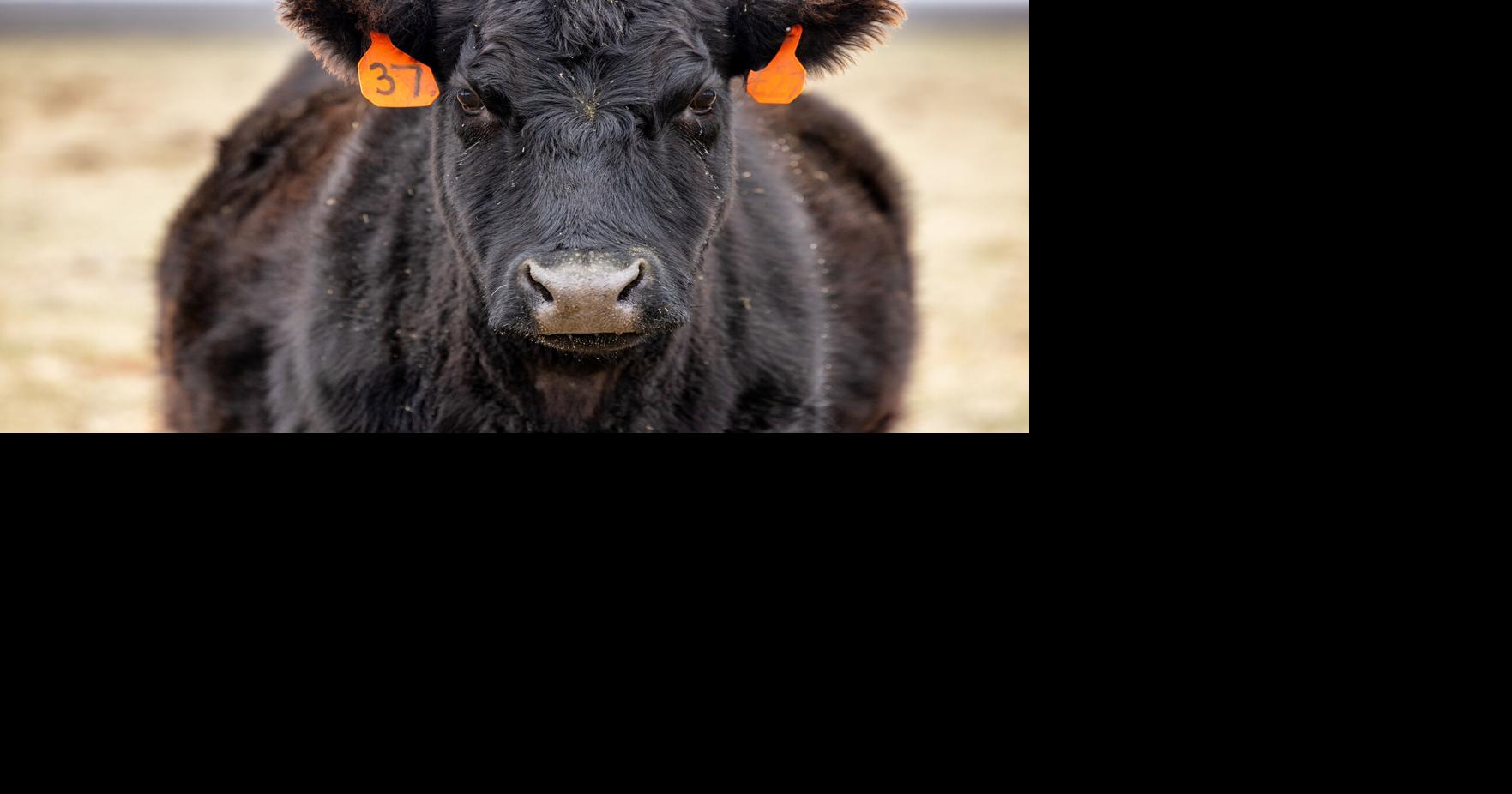 How to minimize cattle ear tag loss | Livestock | farmweeknow.com