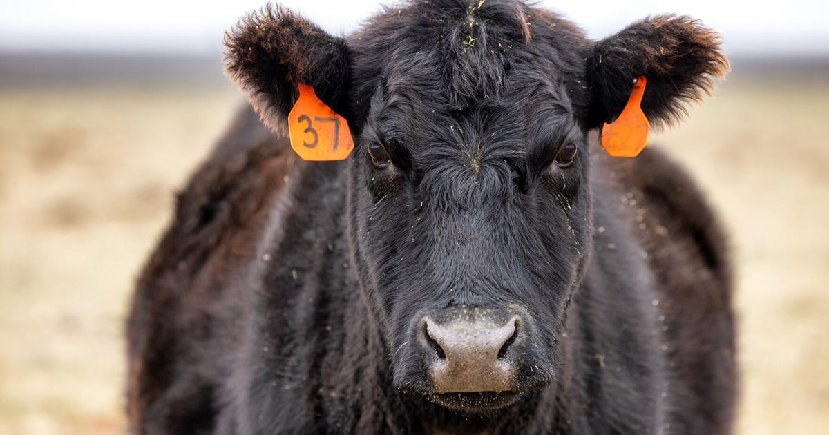 Cattle Ear Rot How to minimize cattle ear tag loss | Livestock | farmweeknow.com
