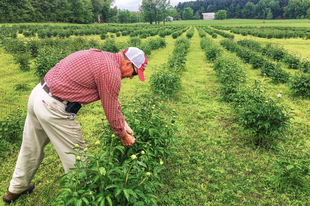 Customers Buzzing To Peony Hill Farm S Fragrant Blossoms State Farmweeknow Com