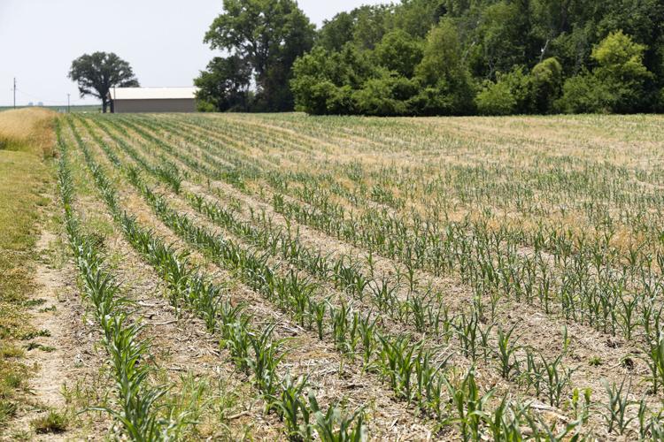 Crops and drought: What farmers need to know | Perspectives ...