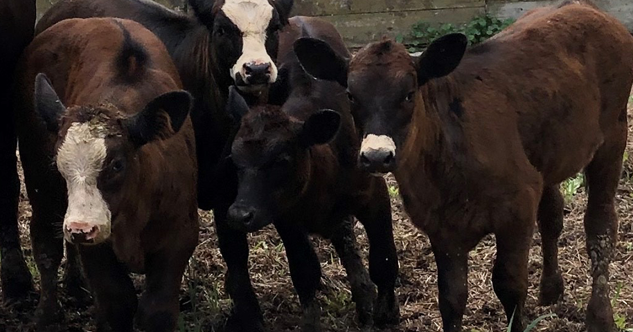 Calf born bearing a ‘mask’ in middle of pandemic | Livestock ...