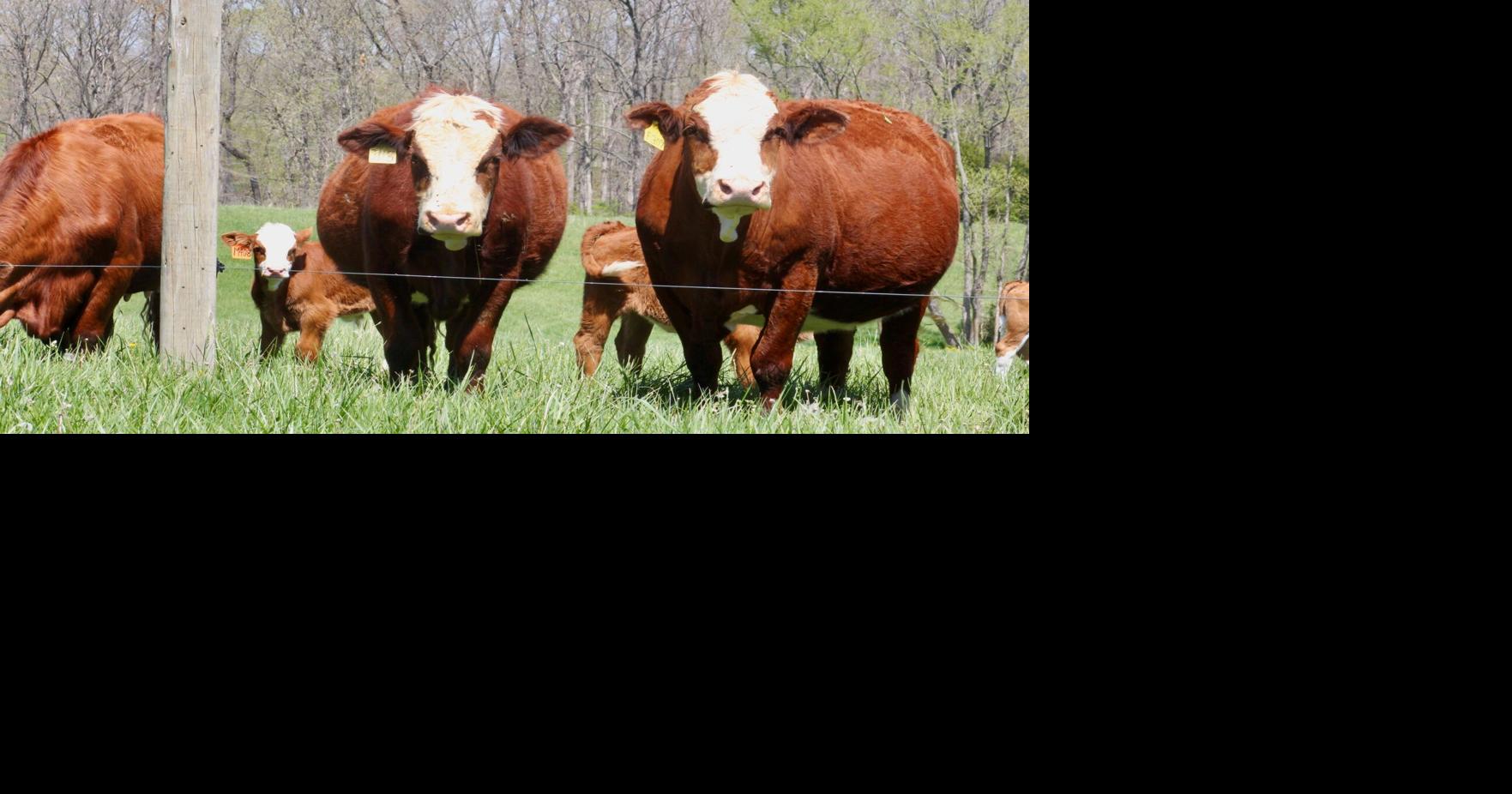 U.S. cattle inventory, smallest since 1950s, slow to rebuild ...