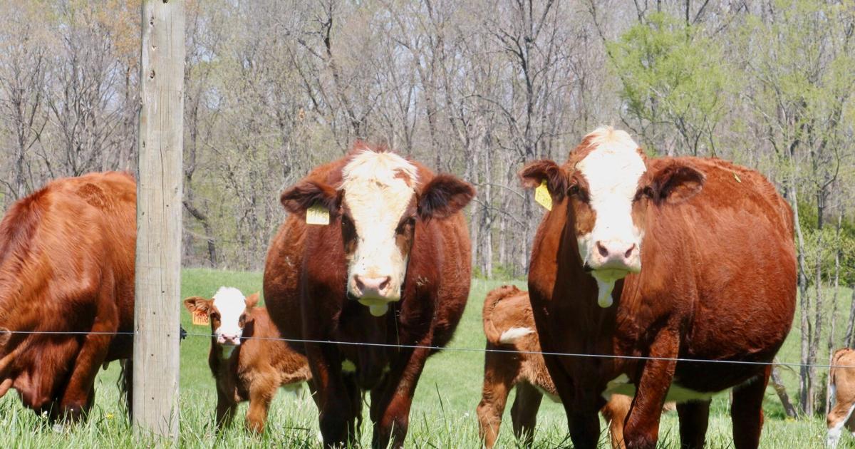 Cattle Inventory U.S. cattle inventory, smallest since 1950s, slow to rebuild ...