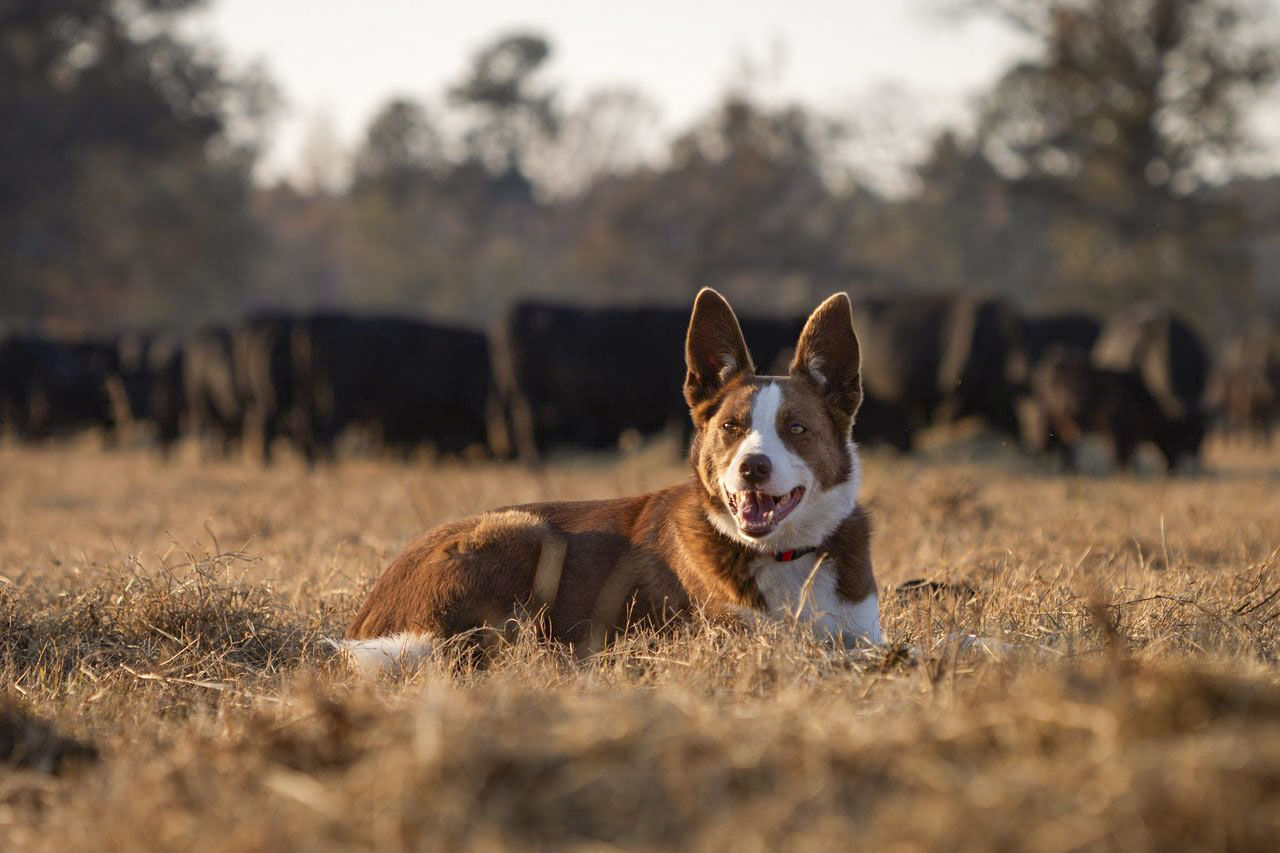 Farm Bureau Names 2024 Farm Dog Of The Year General Farmweeknow Com   65afebb1151d7.image 