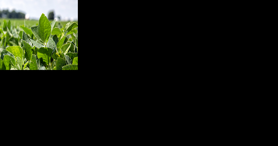 Commodity group leaders push for expanded use of biofuels - Vimarsana News
