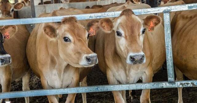 USDA confirms Wisconsin's first dairy cattle case of HPAI | Livestock ...