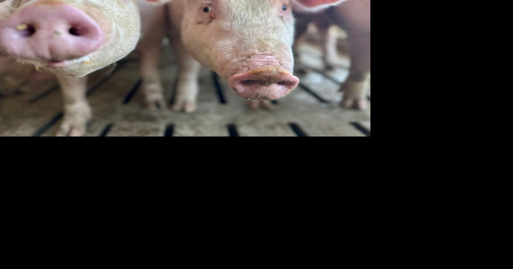 U.S. hog inventory down 1% | Livestock | farmweeknow.com