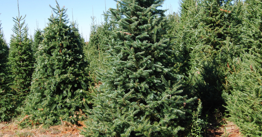 Christmas tree farm expects busy season after record year | State ...