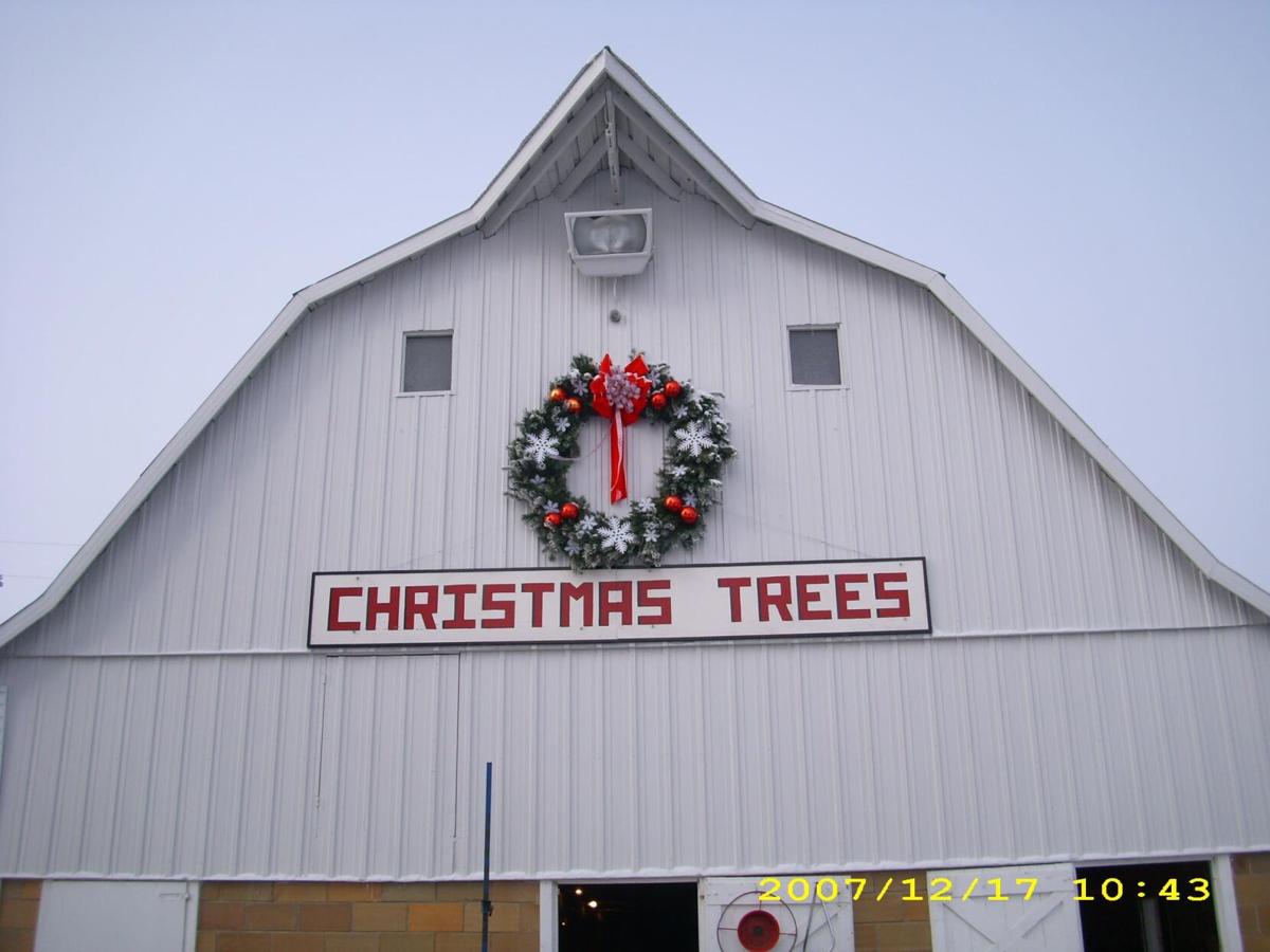 Christmas tree farm expects busy season after record year