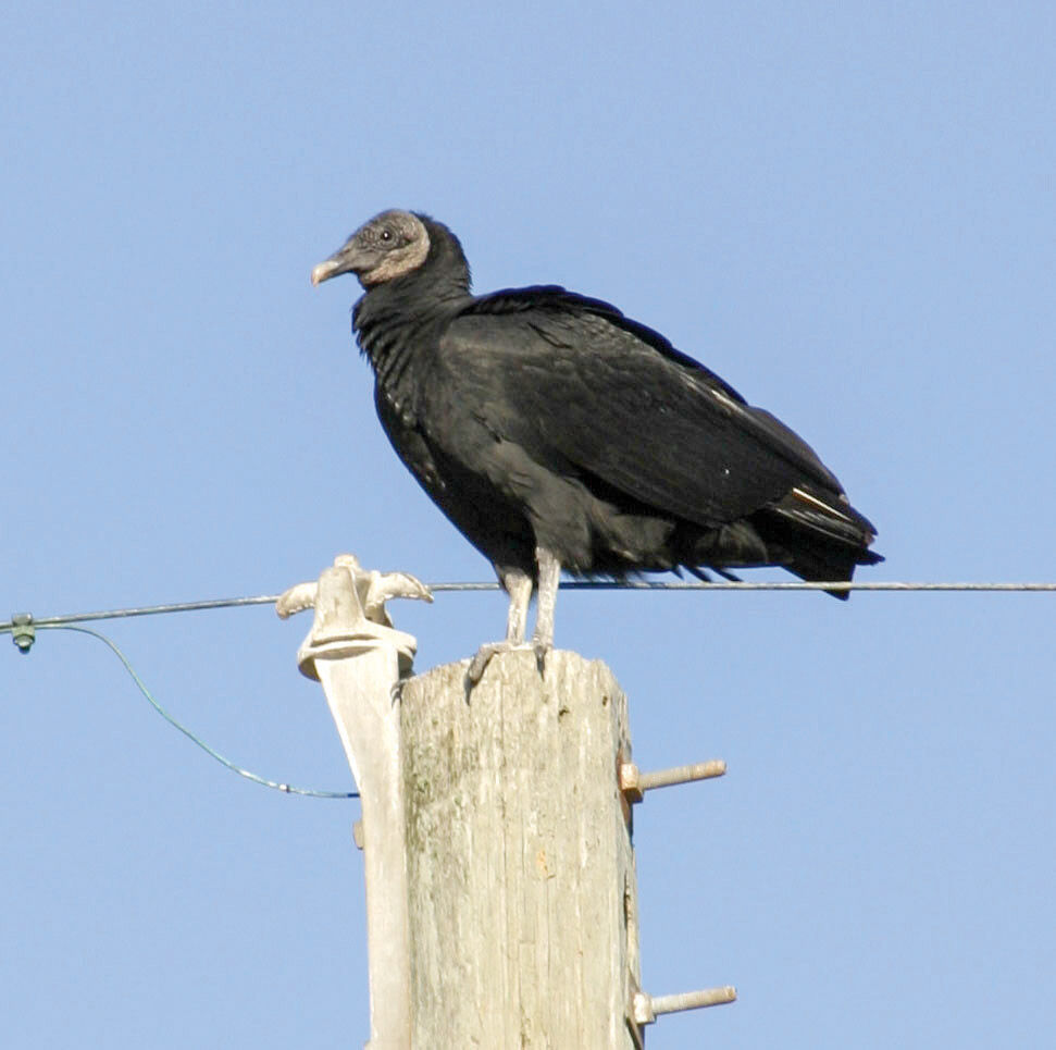 Black Vultures' Northward Expansion Creates New Conflicts with Farmers