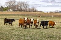 Plains and Midwest pastures see improvement, but long-term drought lingers