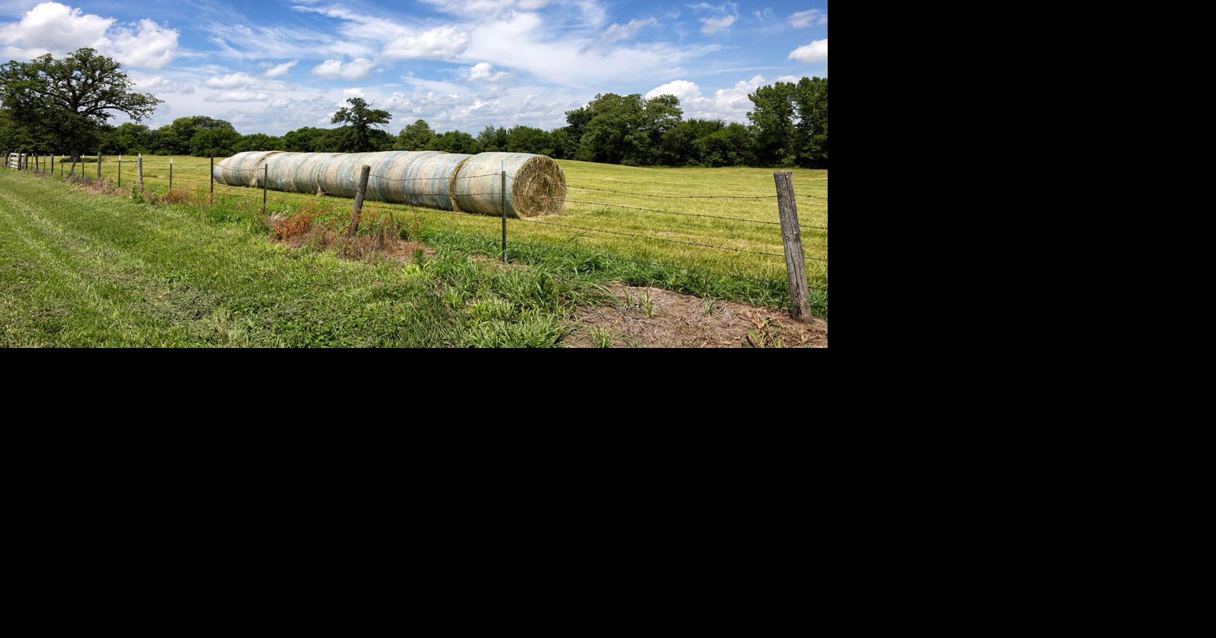 Farmers feeding hay as pasture conditions deteriorate | Livestock ...