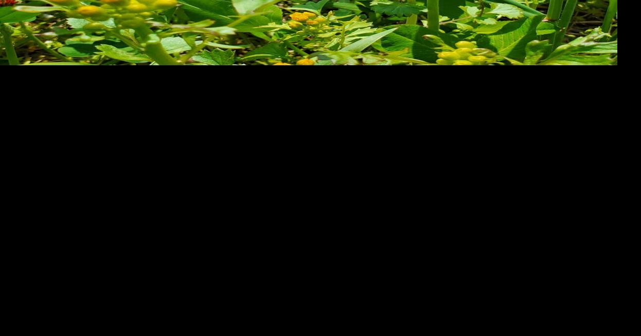 IFB, county Farm Bureaus celebrating Pollinator Week | Perspectives ...