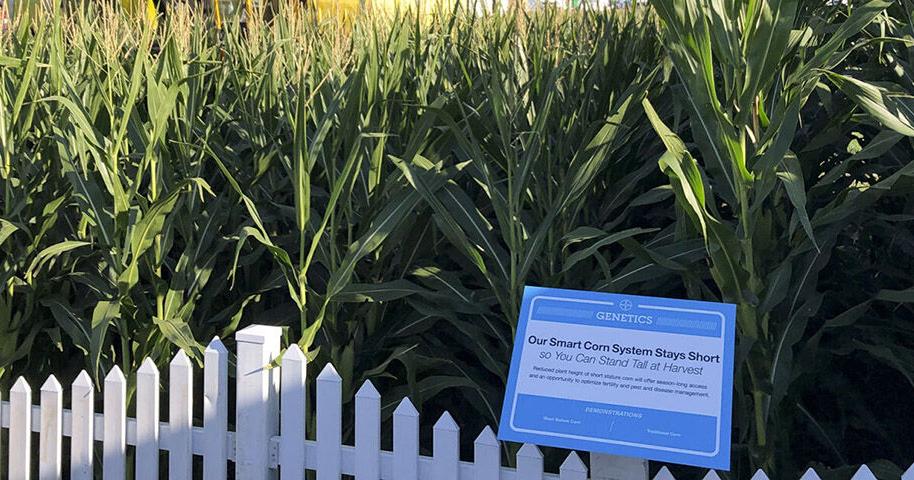 Smart Corn System ready to stand up to challenges | Profitability ...