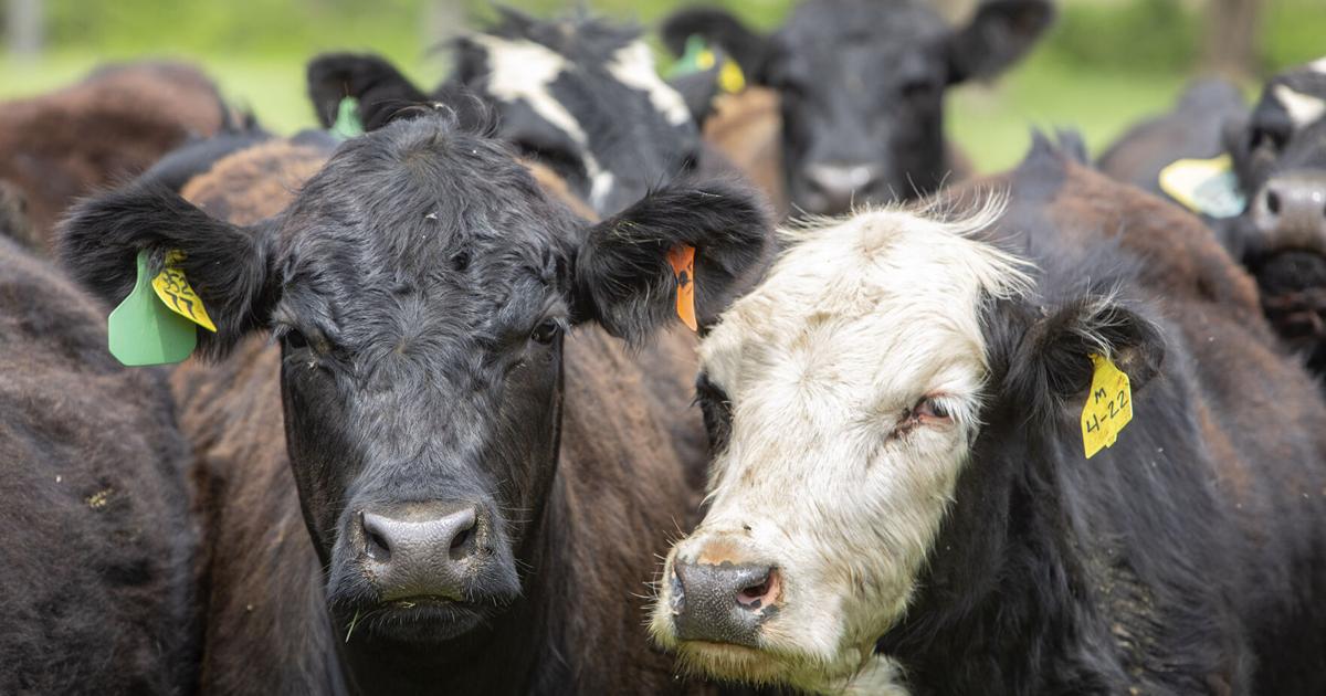 Cattle Inventory Cattle inventory up 1% | Livestock | farmweeknow.com