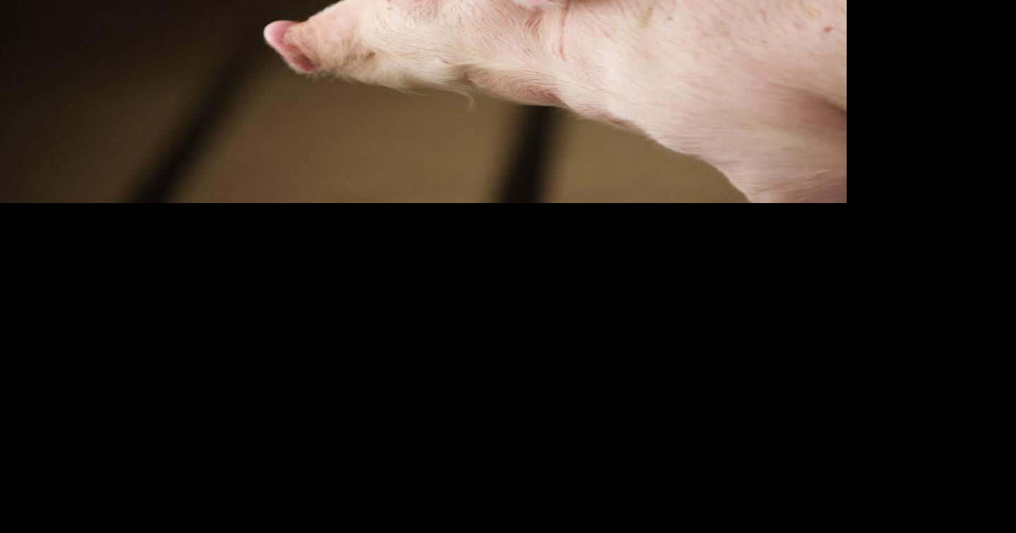 IPPA leaders highlight National Pork Month festivities | Livestock ...