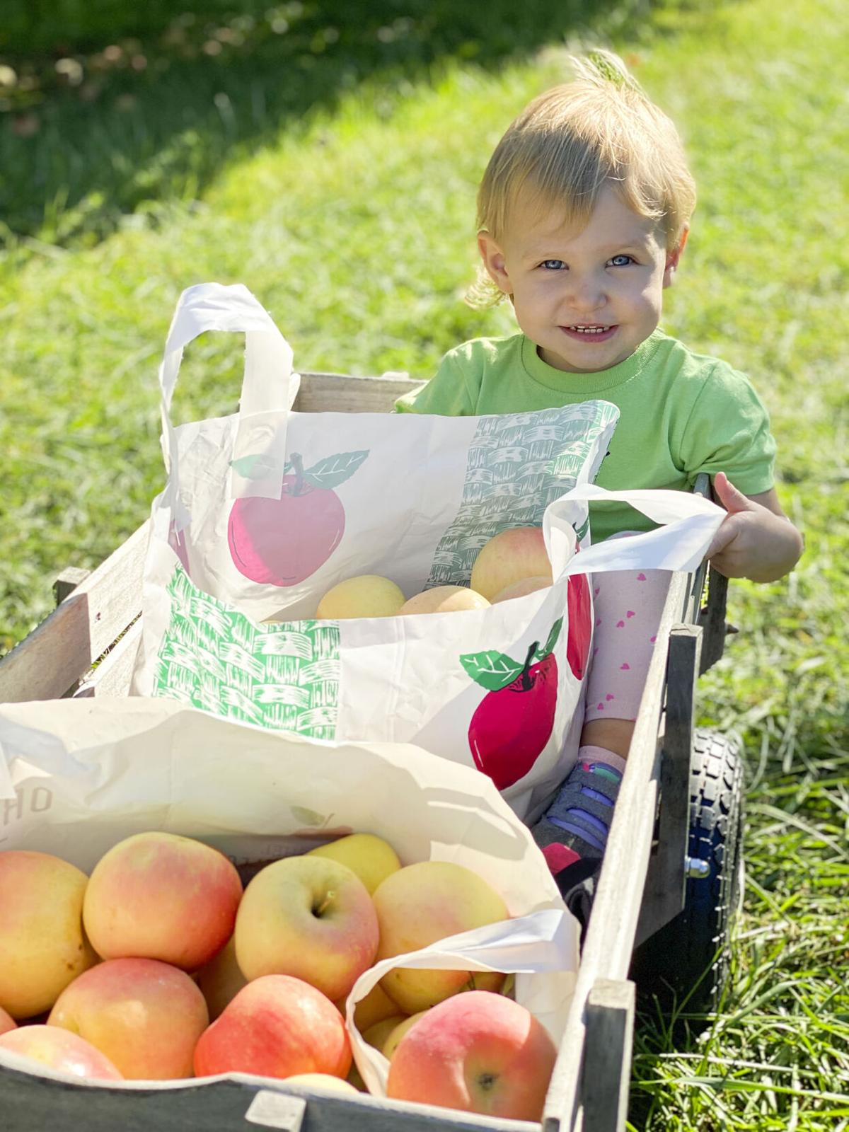 Photo of the Week: Apples at Plymouth Cider Mill - Lireo Designs