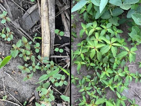 What corn and soybean farmers need to know about Asian copperleaf