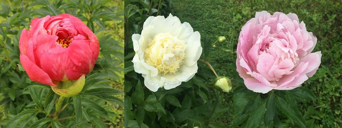 Customers Buzzing To Peony Hill Farm S Fragrant Blossoms State Farmweeknow Com Customers Buzzing To Peony Hill Farm S Fragrant Blossoms State Farmweeknow Com