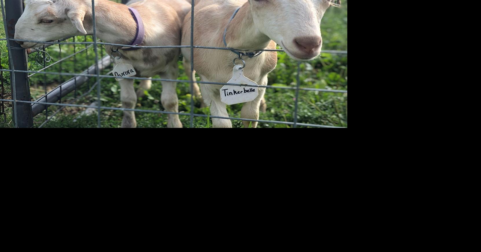 Prairie Fruits Farm & Creamery owners look to next chapter General