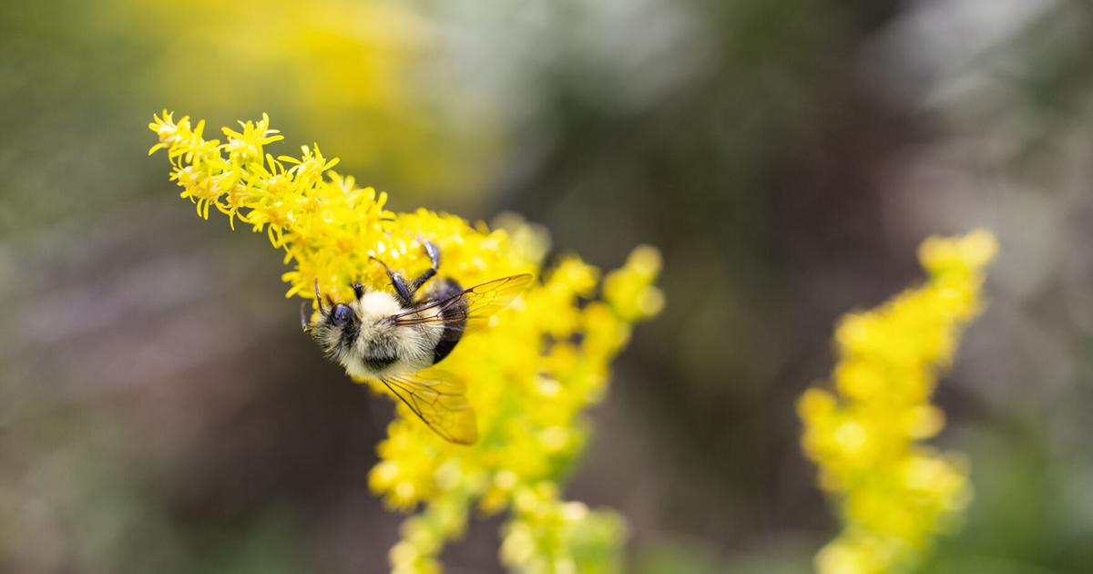 Bee Ware Examples Bee-ware of pollinators when using pesticides | Environmental ...