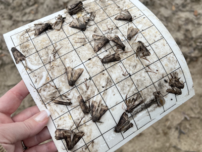 Corn farmers on alert for black cutworm