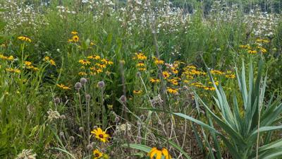 wildflowers footbed sandals
