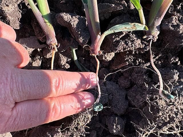 Rootless corn cases cropping up in some Midwestern states
