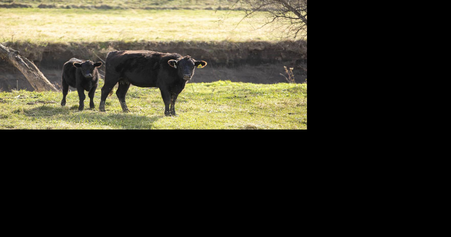 Industry anticipating January cattle inventory report | Livestock ...