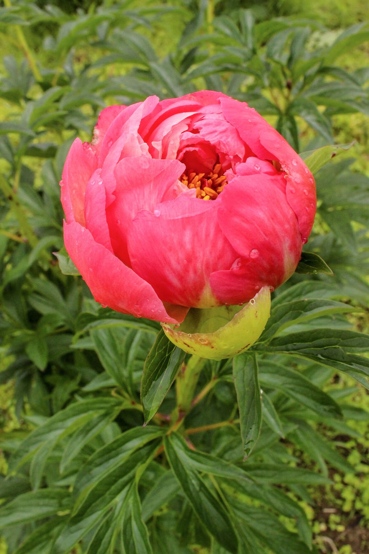 Customers Buzzing To Peony Hill Farm S Fragrant Blossoms State Farmweeknow Com