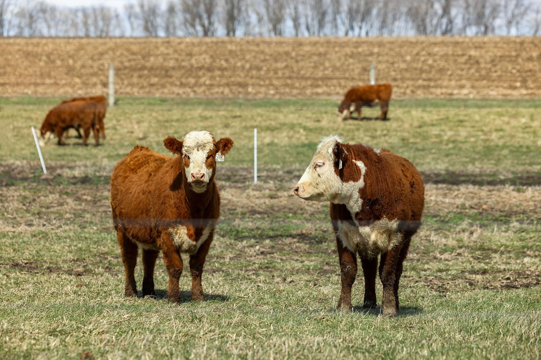 KSU Extension: Several factors to consider when it comes to beef cow size