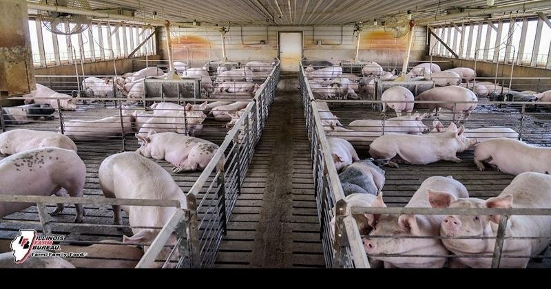 Reflecting on a challenging year for pork producers | Livestock