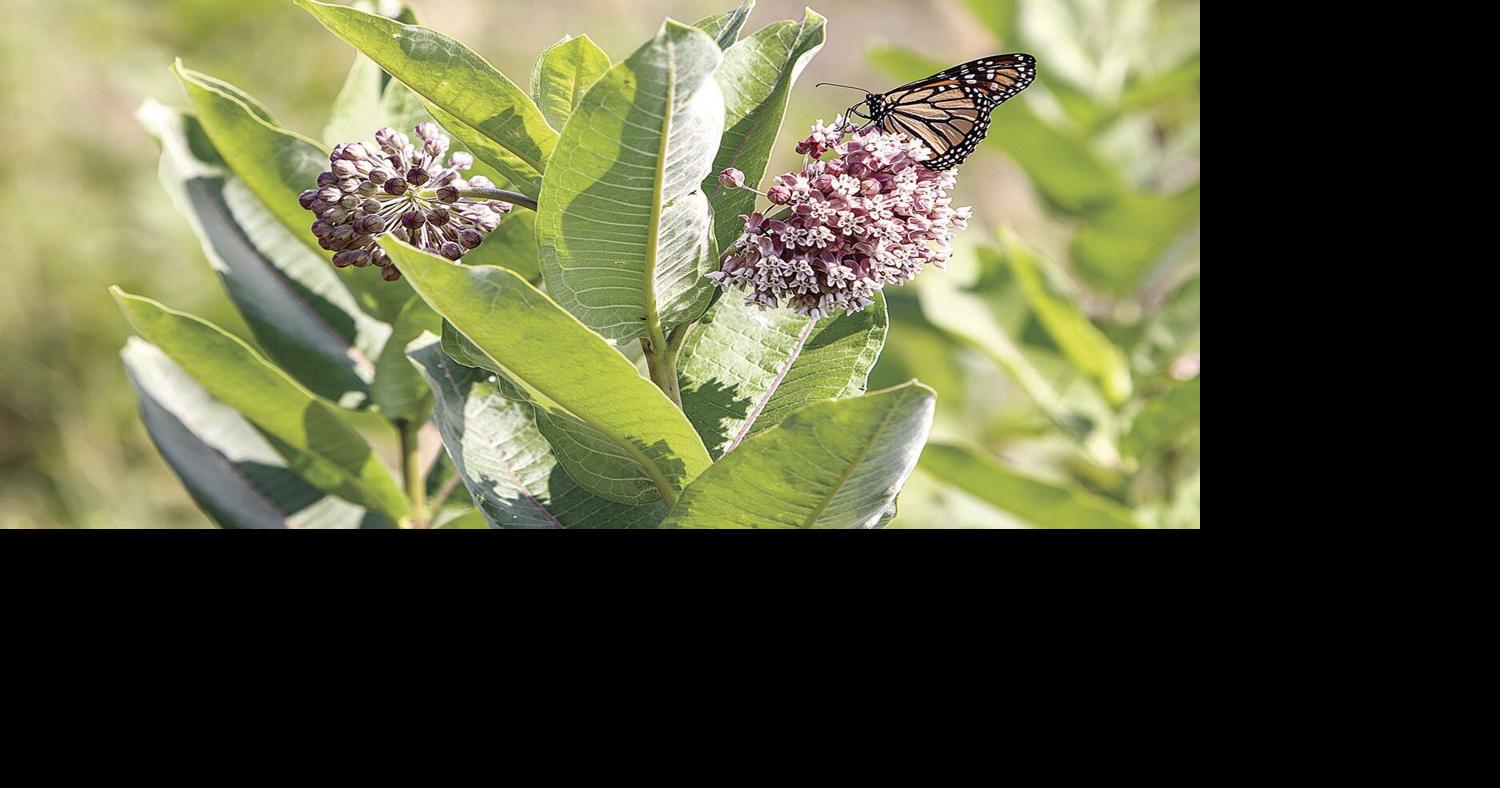 PRETTY POLLINATORS | | farmweeknow.com