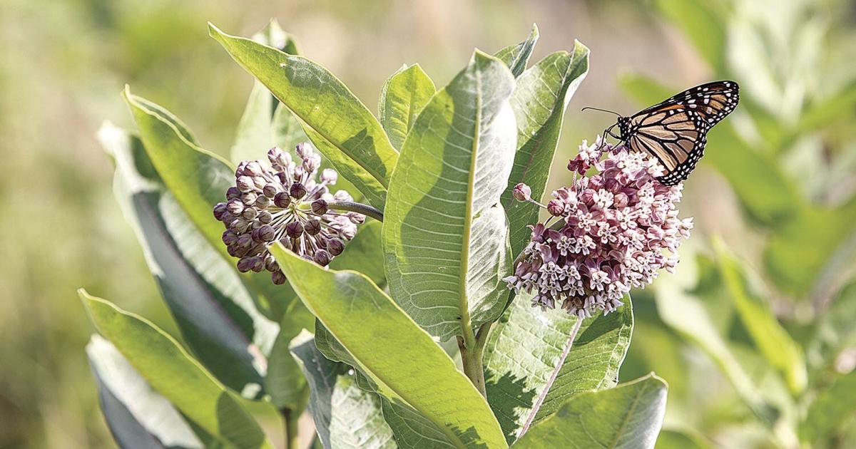 Pollinators Vip PRETTY POLLINATORS | | farmweeknow.com
