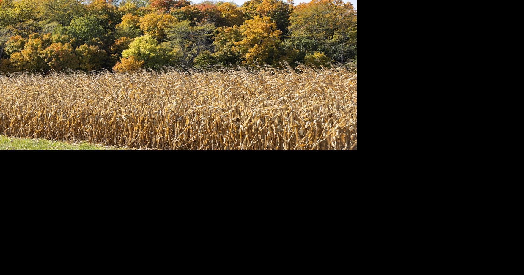 Explanations for field edge effect in corn Crop Conditions