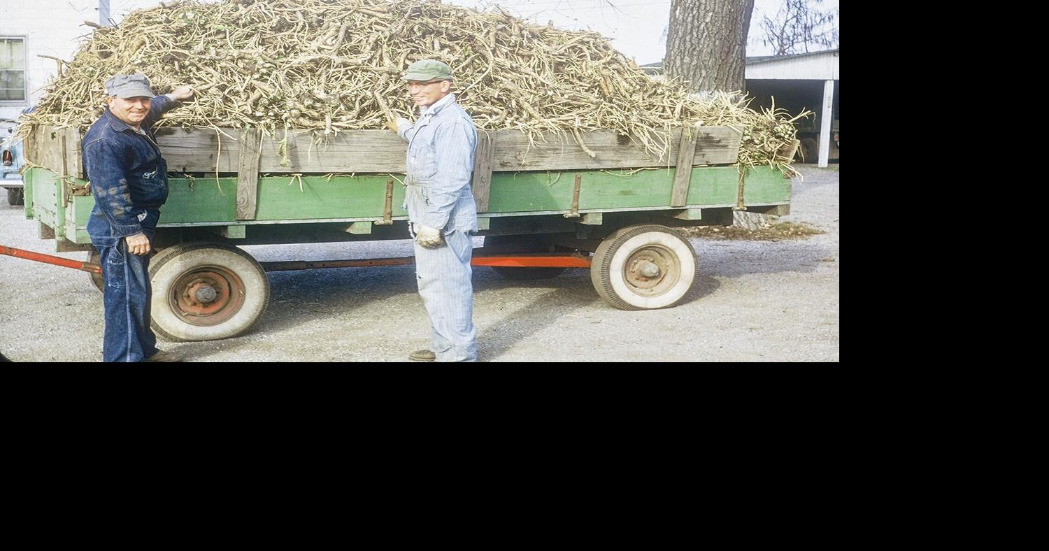 Deep roots in the horseradish capital of the world State