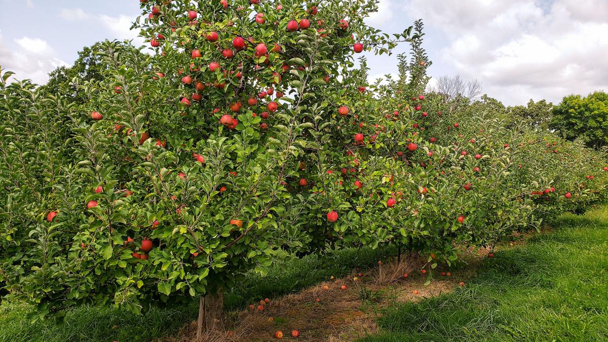 Edgewood Orchards an Adams County tradition for 90 years State