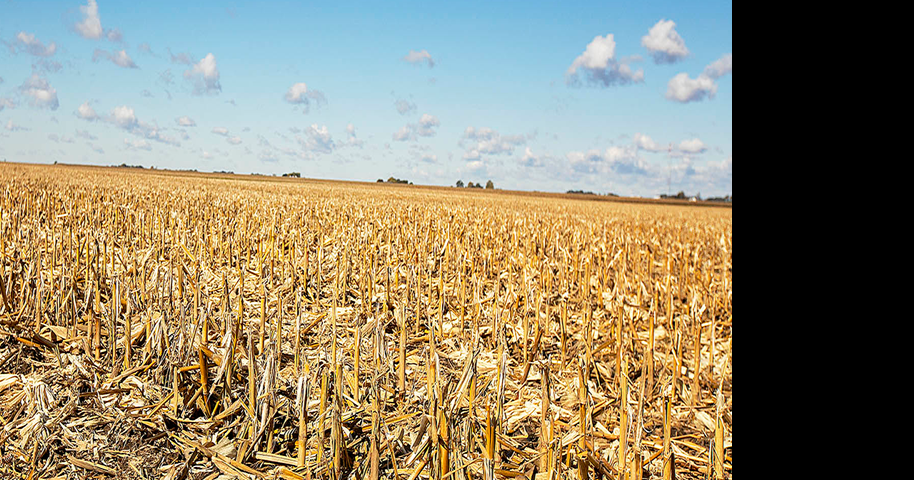 Corn harvest begins in Illinois as crop conditions fall - Brownfield Ag News