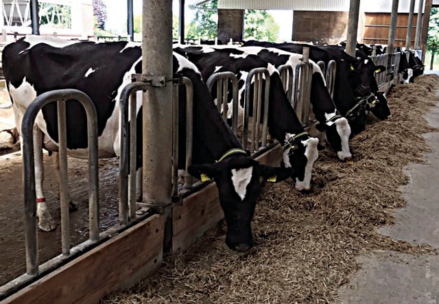 Beef, Dairy Producers Adjust To Demand Shift, Pasture Conditions ...