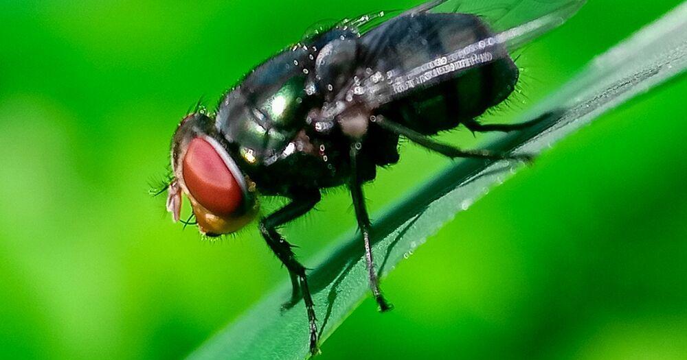 Florida restricts Texas animals as New World Screwworm cases creep toward U.S. border