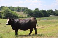 Veterinarian emphasizes importance of bull vaccinations