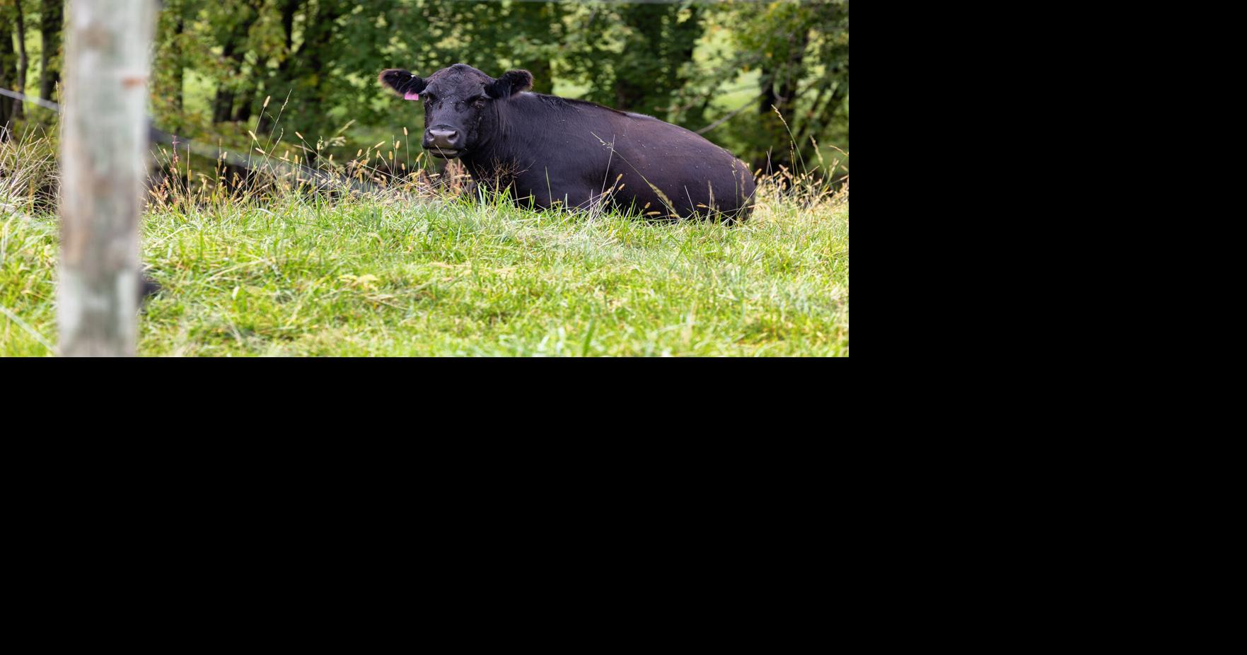 Cattle supply down for fifth straight month | Livestock | farmweeknow.com